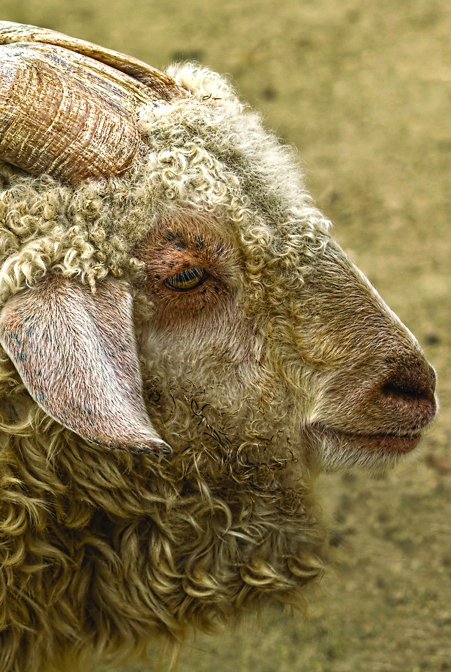 Mohair Triptych Left 