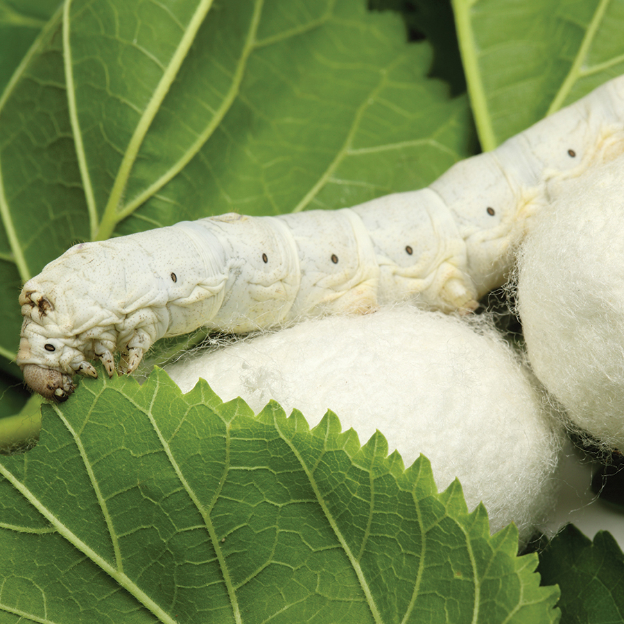 Silk Cocoons Lifestyle