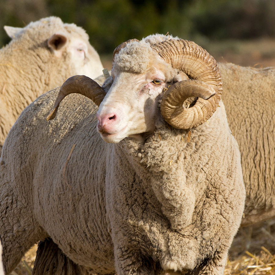 Merino Sheep