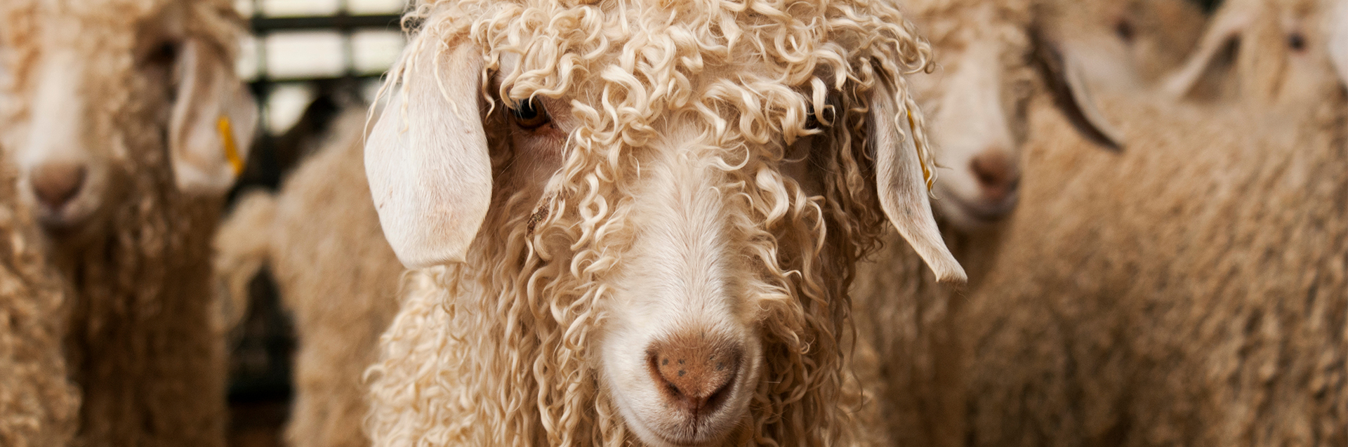 The Mohair Yarns Hero Banner